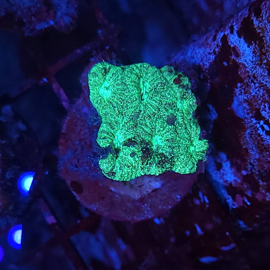 Green Splatter Favia