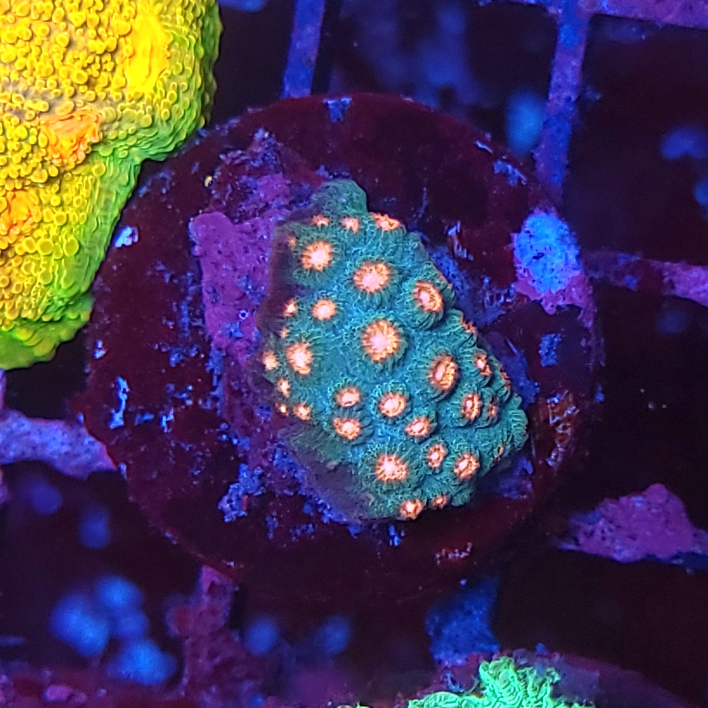 Meteor Shower Cyphastrea