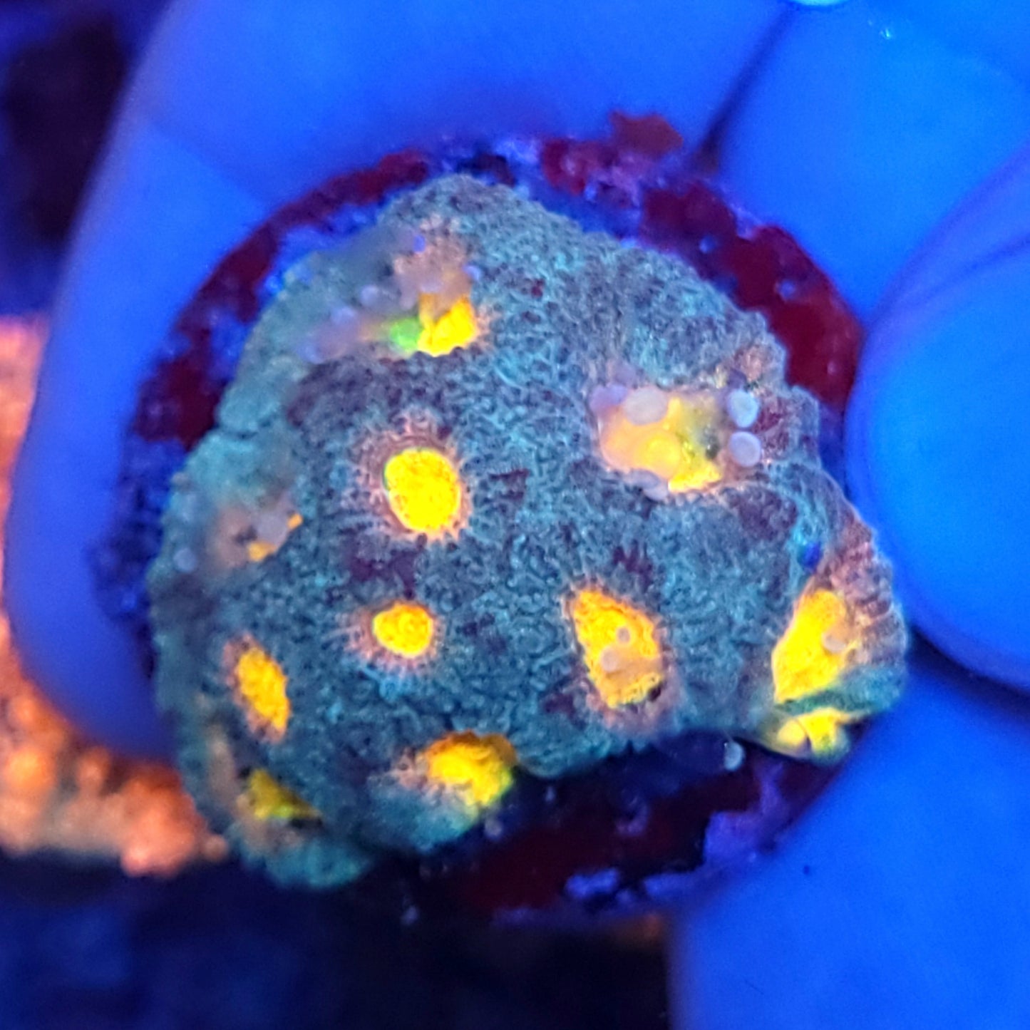 Ultra Rainbow Dipsastraea