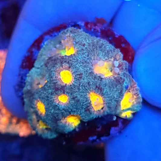 Ultra Rainbow Dipsastraea