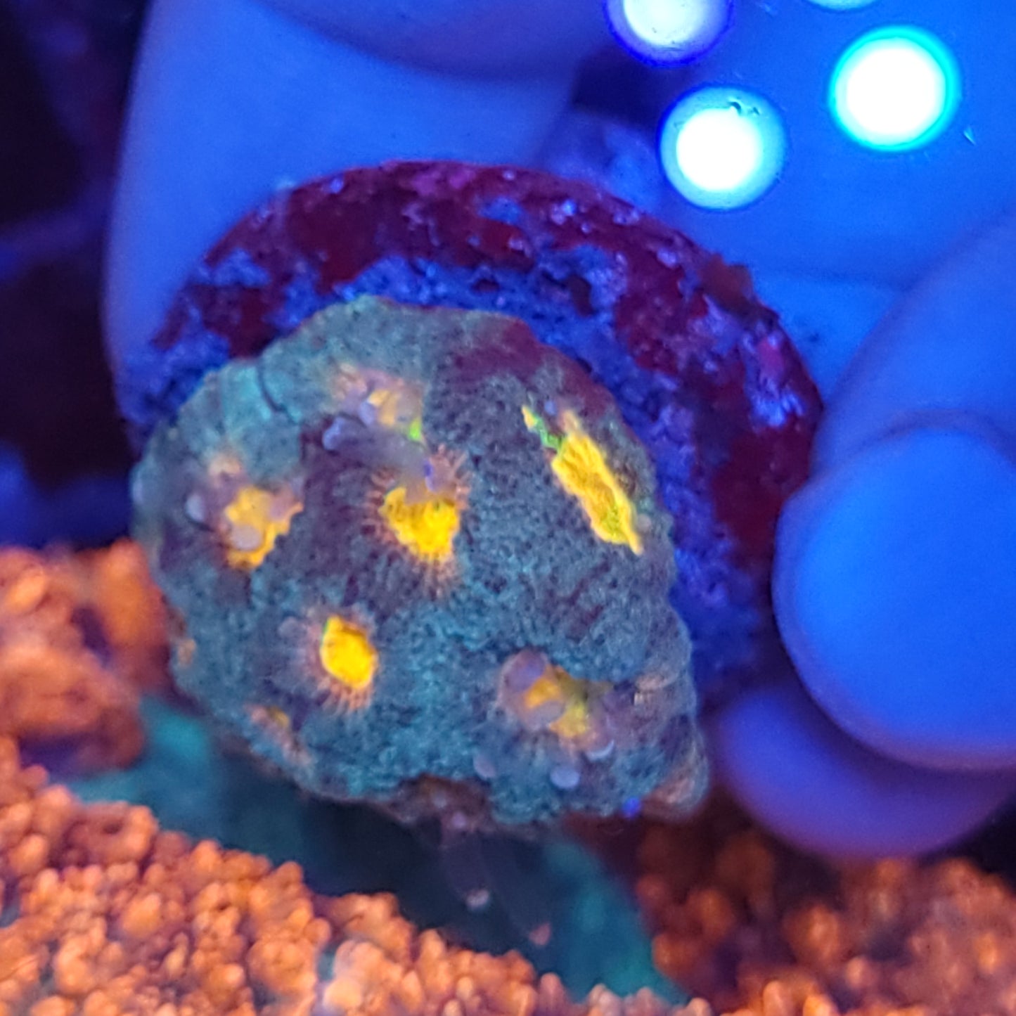 Ultra Rainbow Dipsastraea