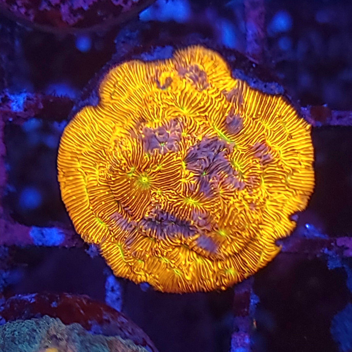 Jack o Lantern Leptoseris