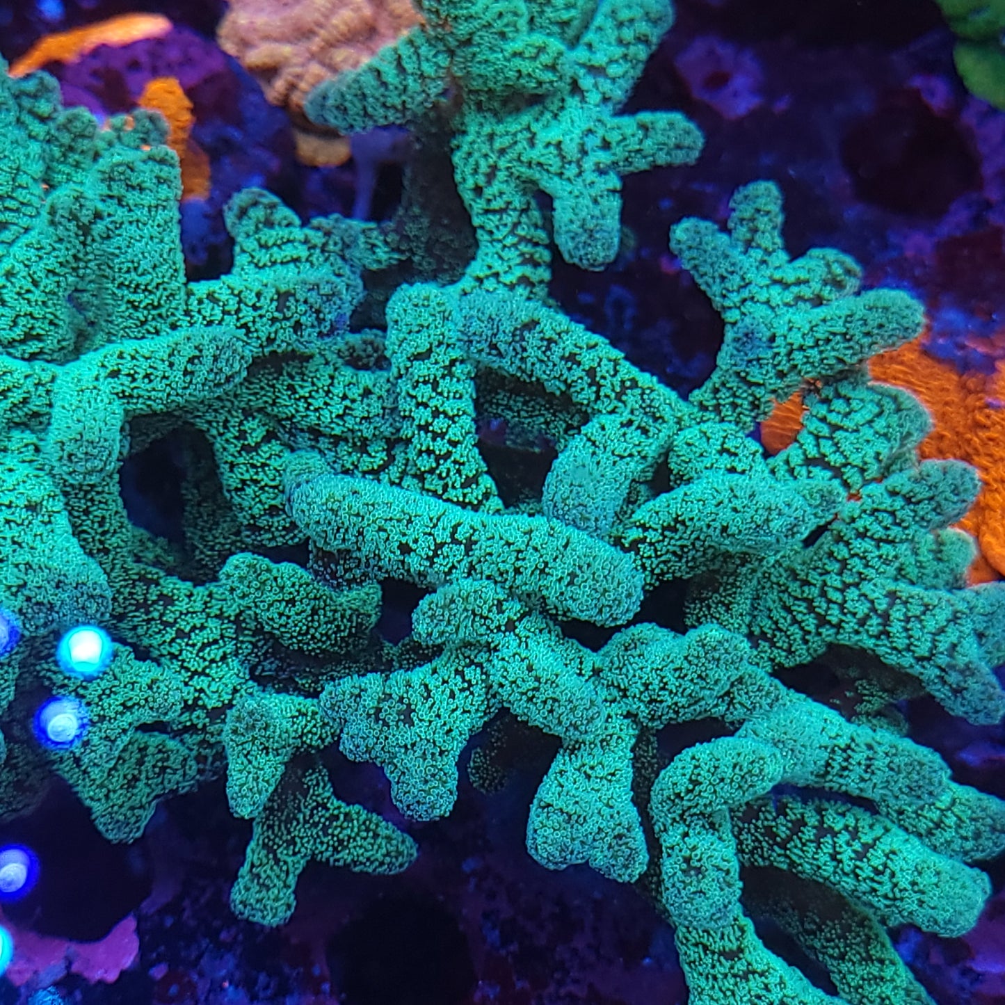 Neon Birdsnest Frag 3-4 Branch