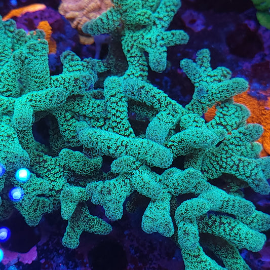 Neon Birdsnest Frag 3-4 Branch
