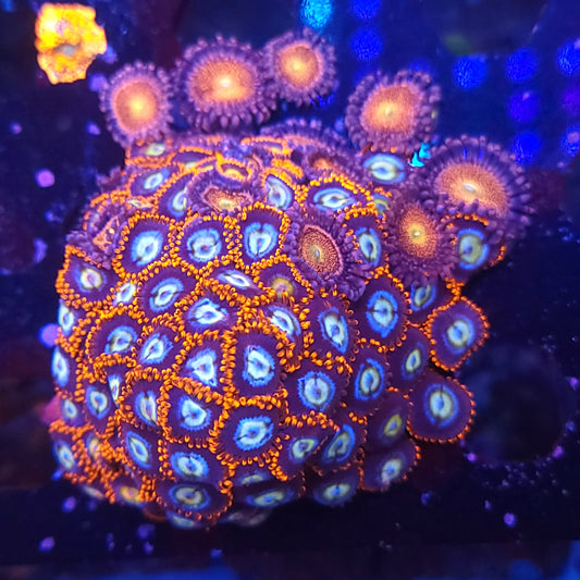 Fire and Ice Zoa Colony