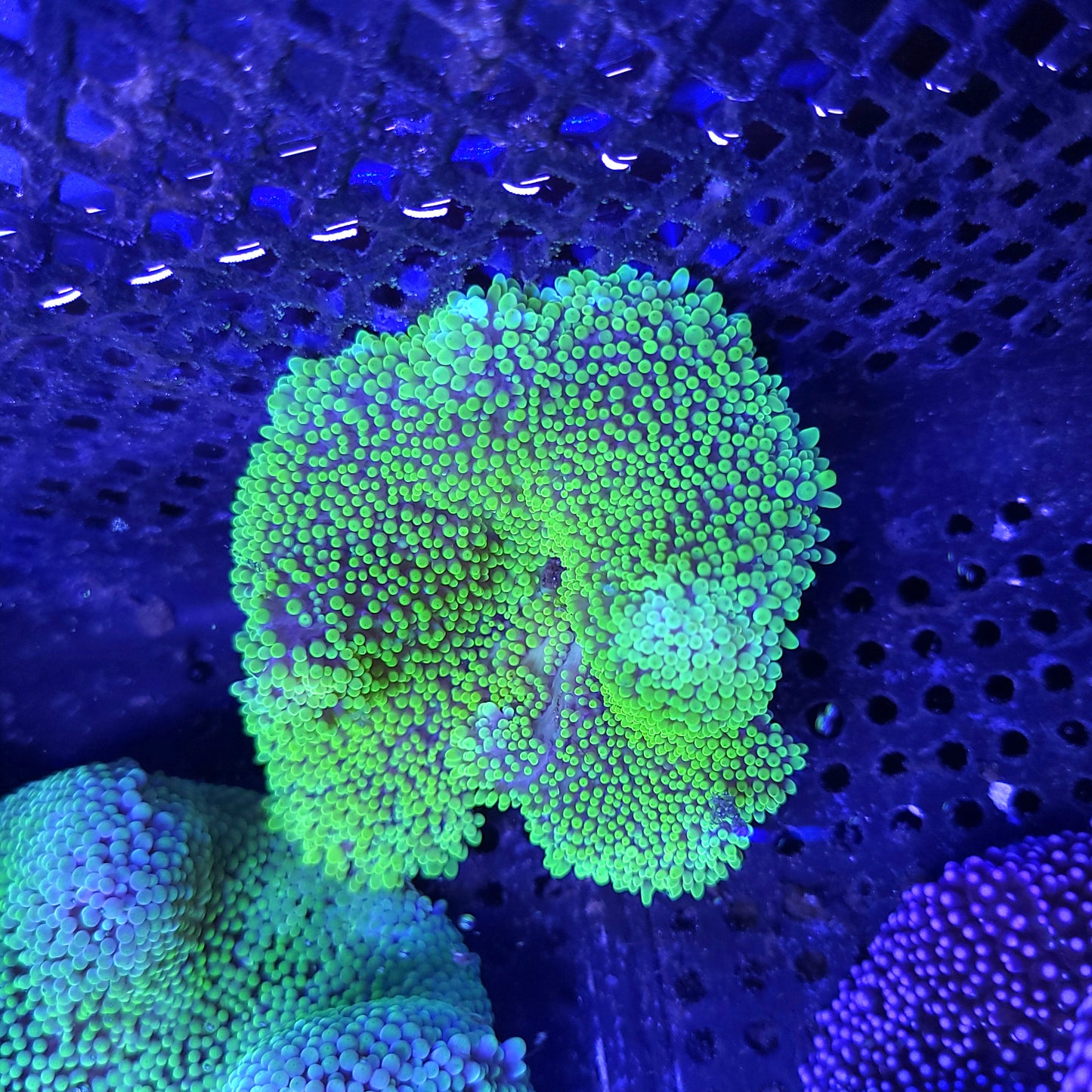 Small Neon Green Haddoni Carpet Anemone