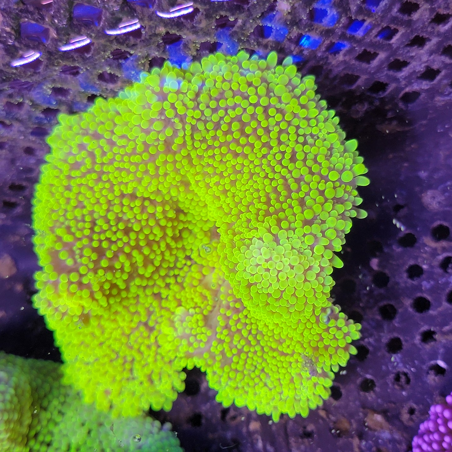 Small Neon Green Haddoni Carpet Anemone