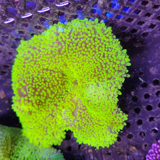 Small Neon Green Haddoni Carpet Anemone