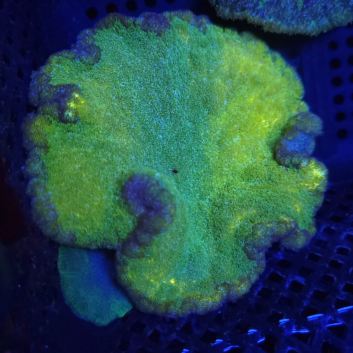 Beautiful Lemon Lime Pizza Carpet Anemone
