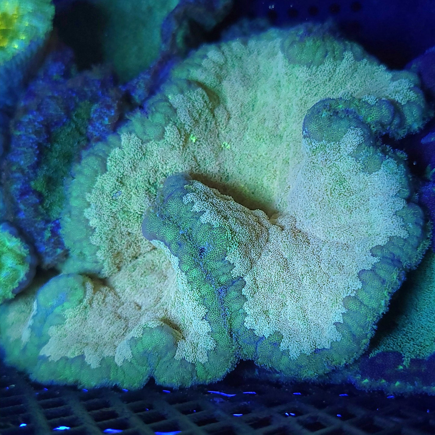Crazy Cream and Green Pizza Carpet Anemone