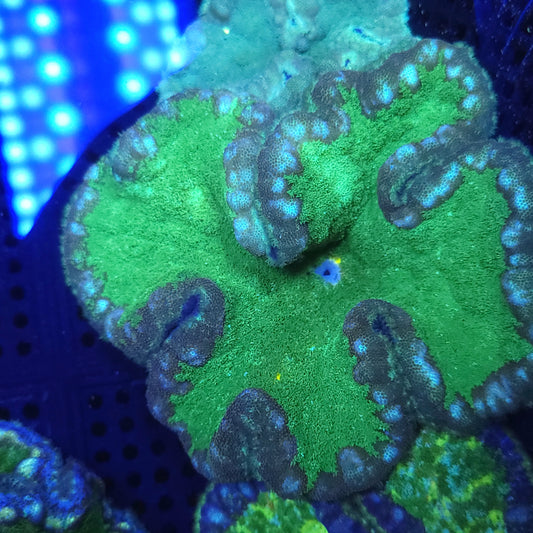 Green Pizza Carpet Anemone