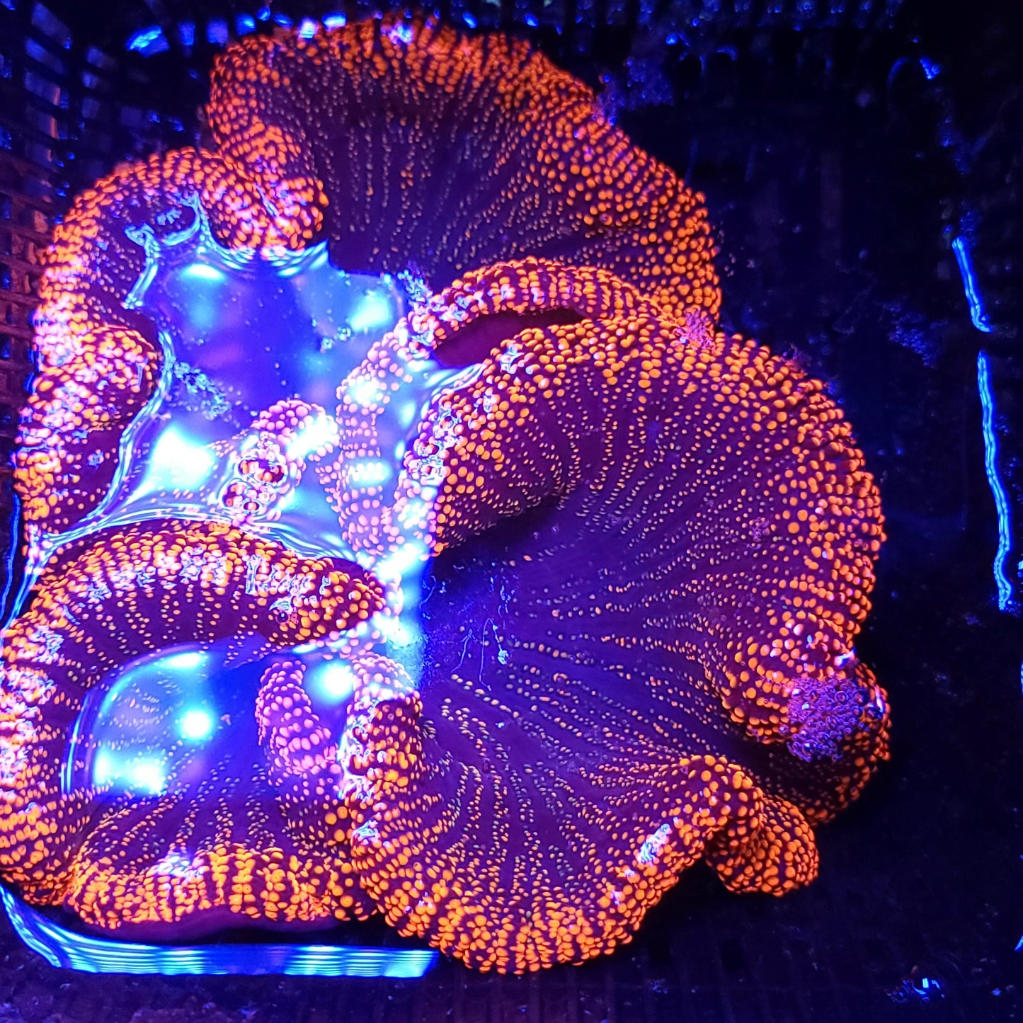 Bright Red Haddoni Carpet Anemone (6-7 inch)