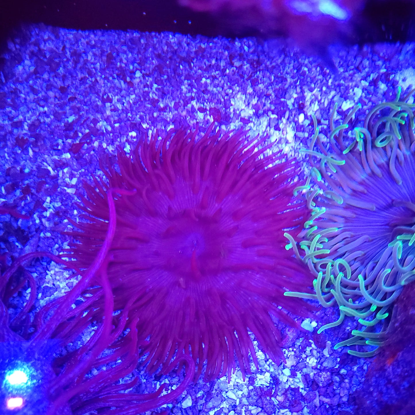 Purple Long Tentacle Anemone