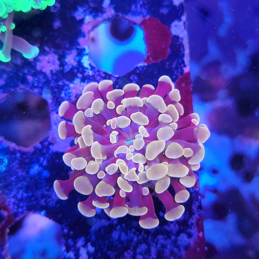 Pink and Purple Hammer