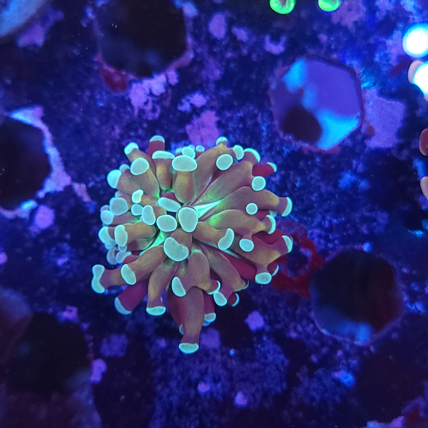 Ultra Cristata Torch