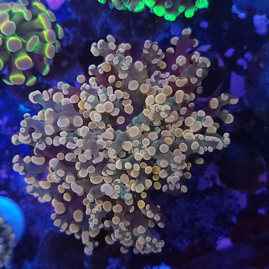Crazy Pink Multicolor Frogspawn