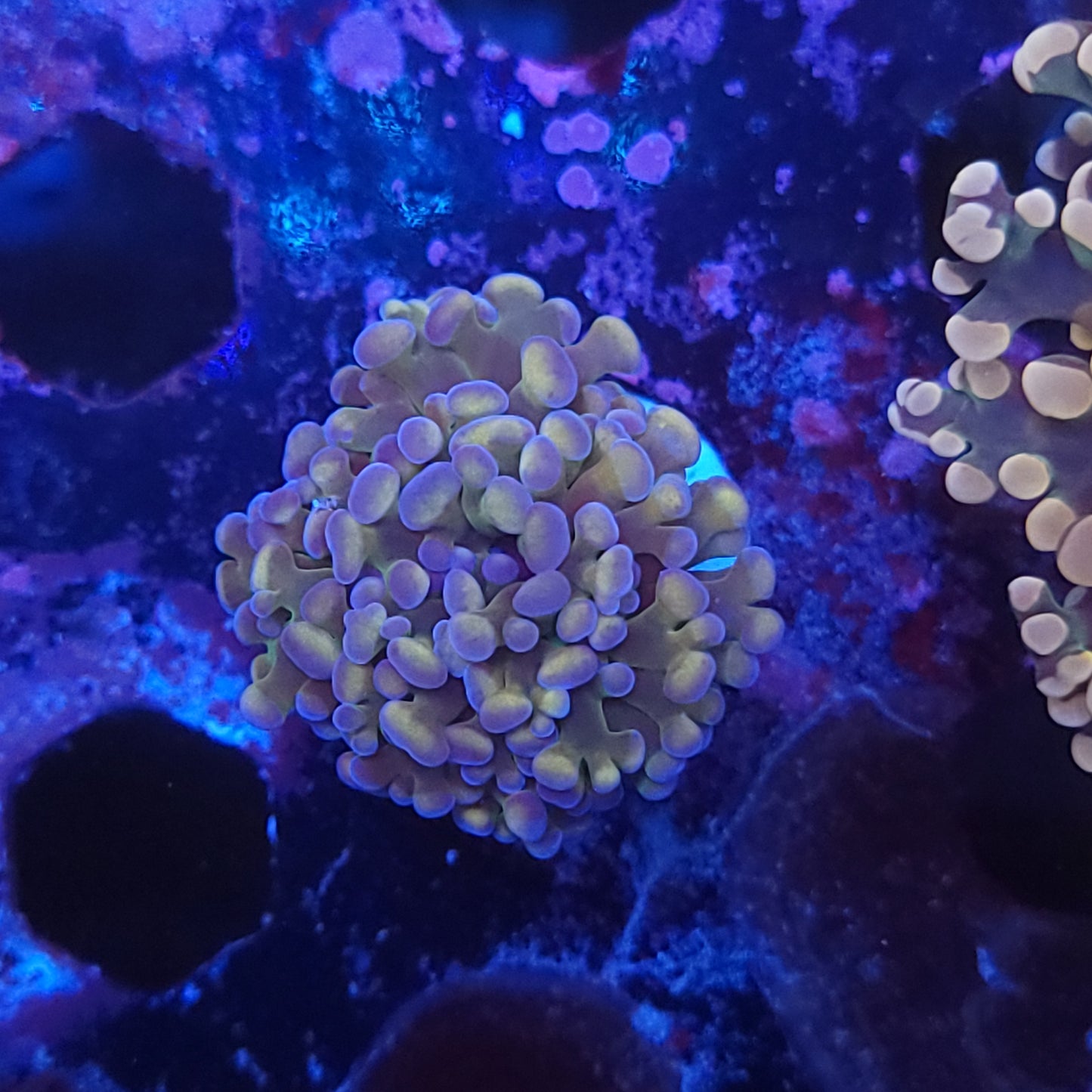 Iridescent Pearl Hammer