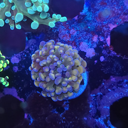 Iridescent Pearl Hammer