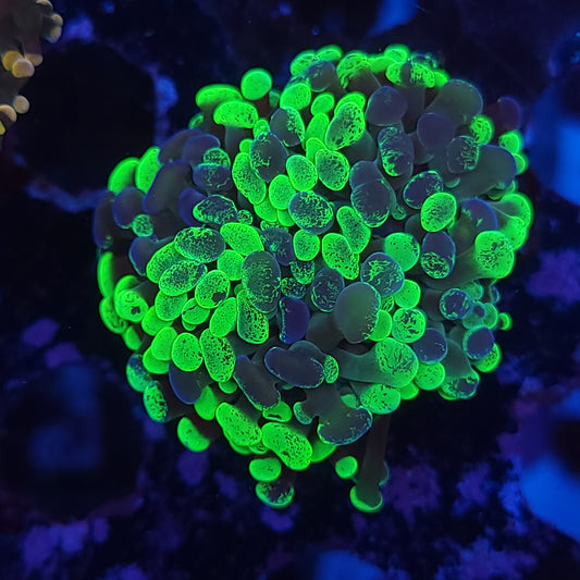 Bright Toxic Splatter Hammer