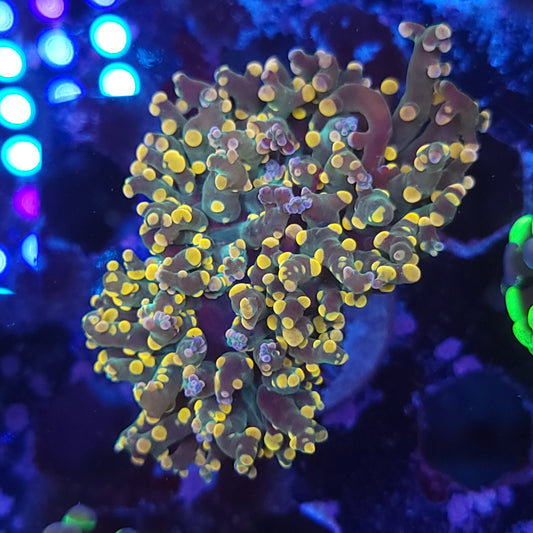 Crazy Multicolor Frogspawn