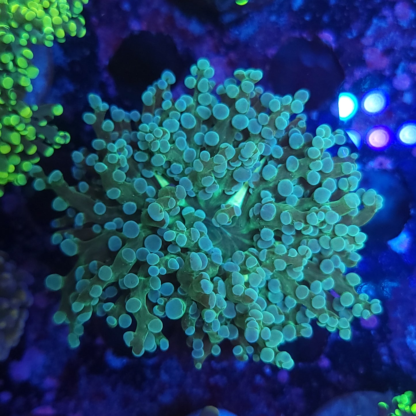 Aquamarine Frogspawn