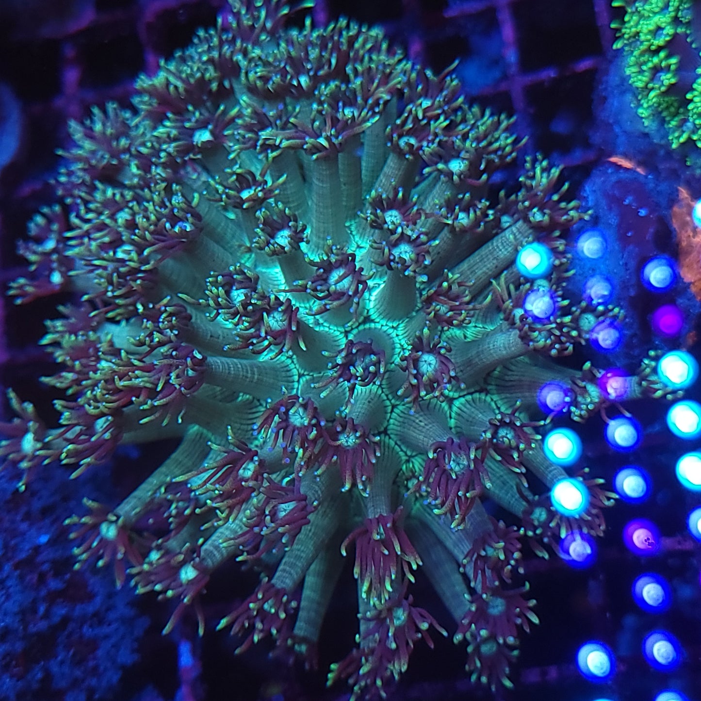 Teal Goni Colony