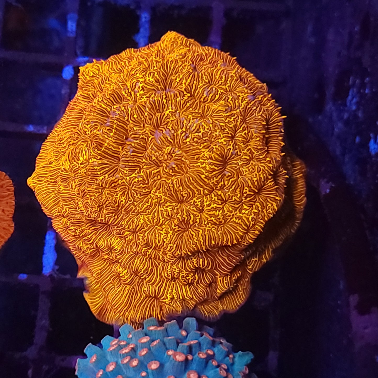 Grownout Bright Orange Leposeris (Video in pics)