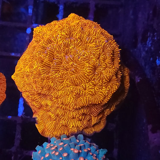 Grownout Bright Orange Leposeris (Video in pics)