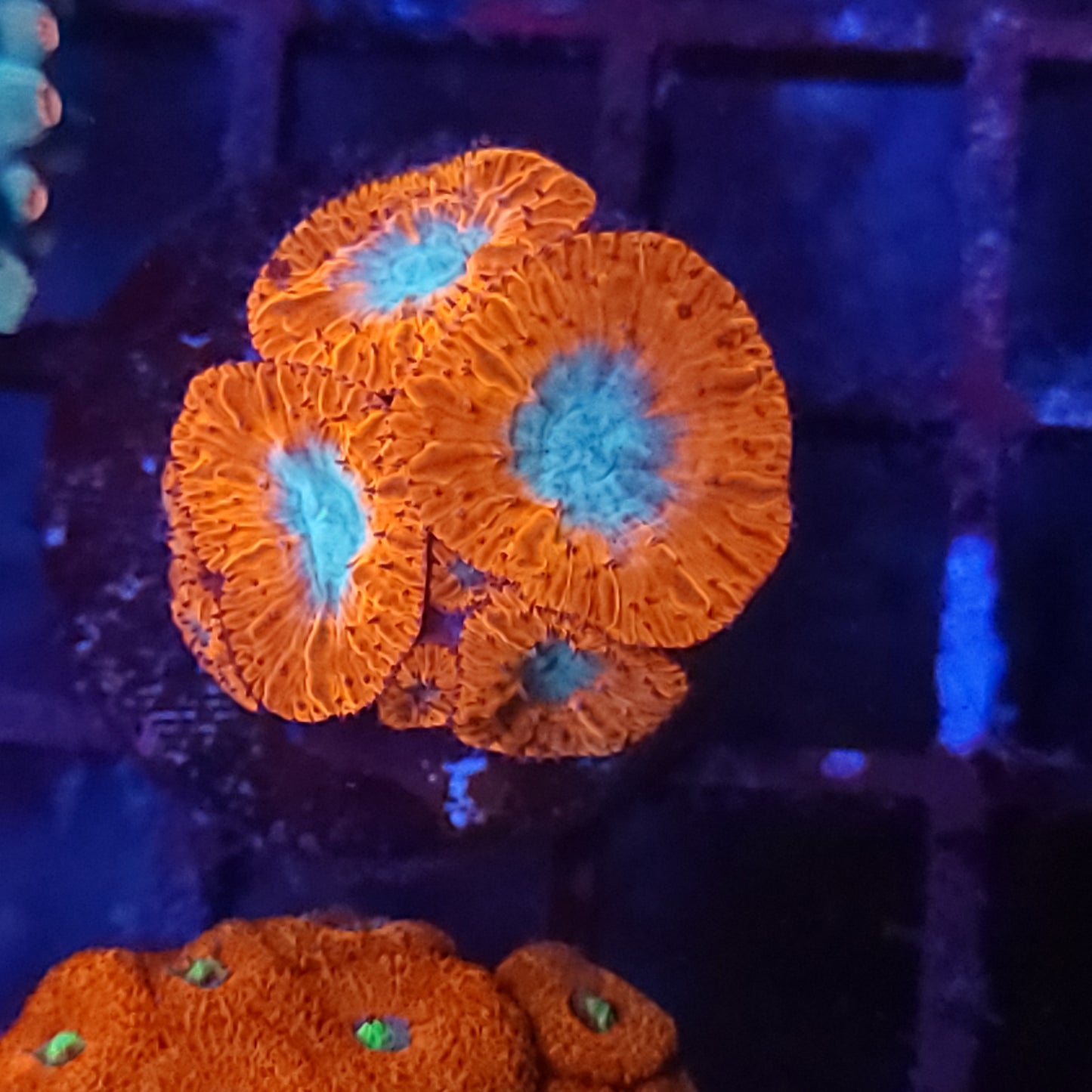 Bright Red Bicolo Blasto with Babies