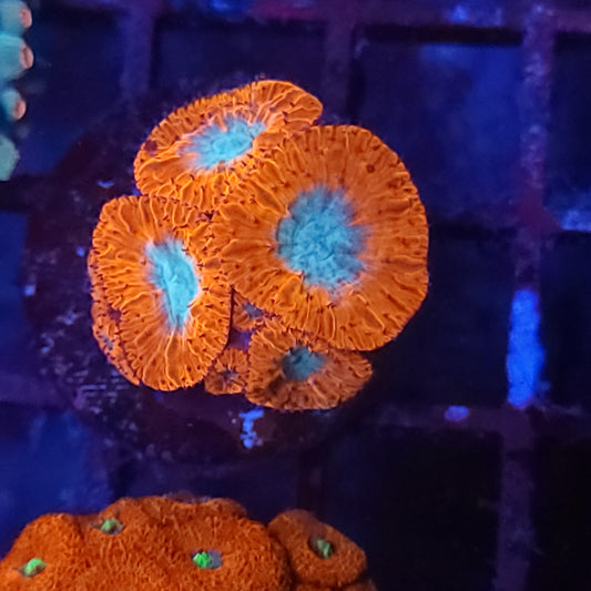 Bright Red Bicolo Blasto with Babies