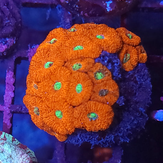 Bright Emeralds on Fire Micromussa