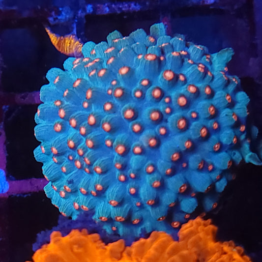 Grownout Meteor Shower Cyphastrea