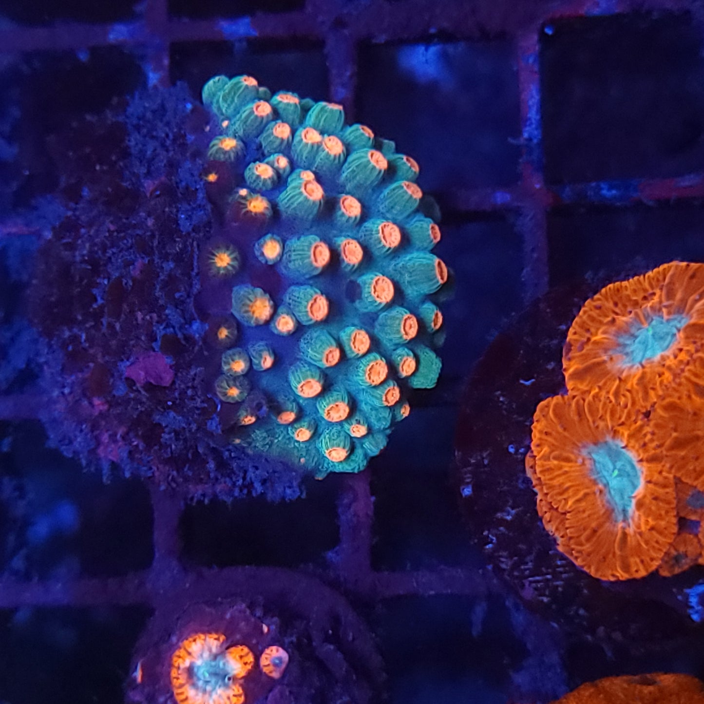 Meteor Shower Cyphastrea