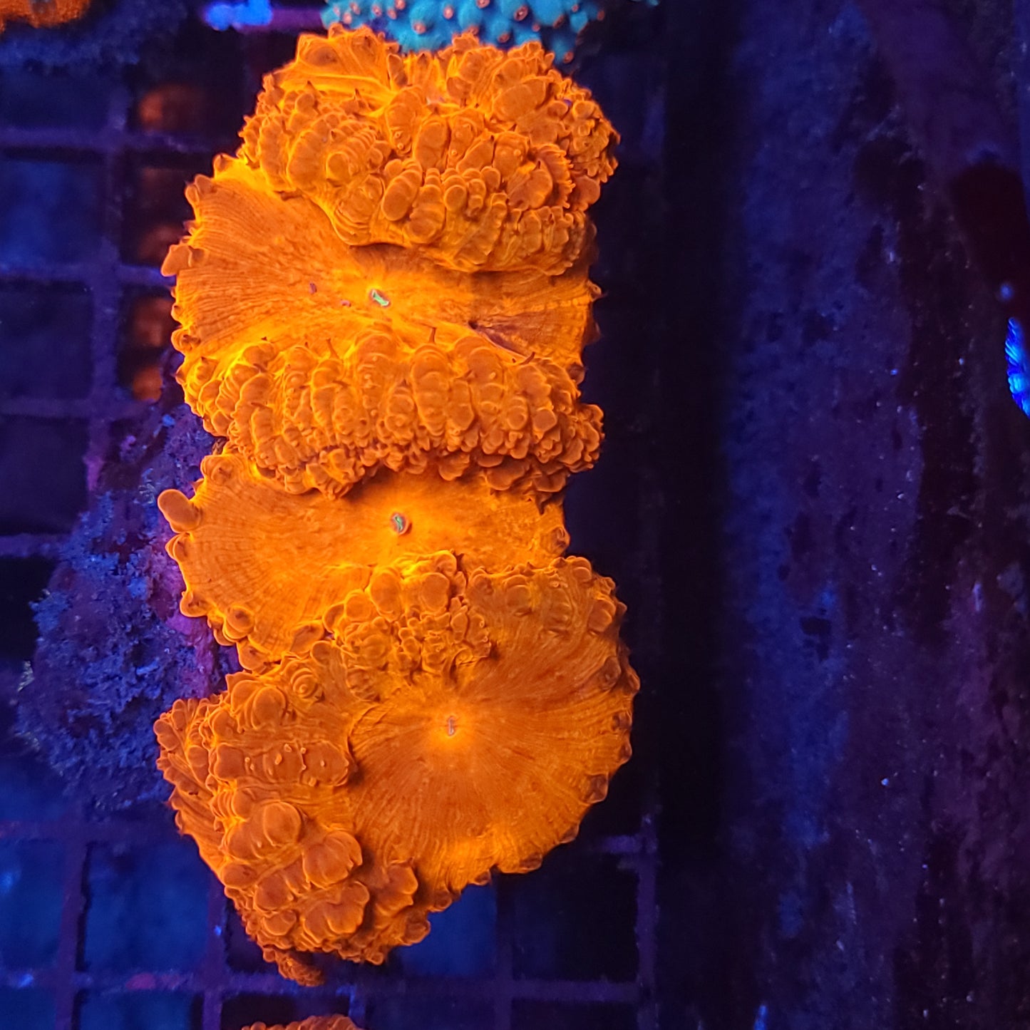 Crazy XL Head Bright Red Blasto Colony Many Babies (Video in pics)