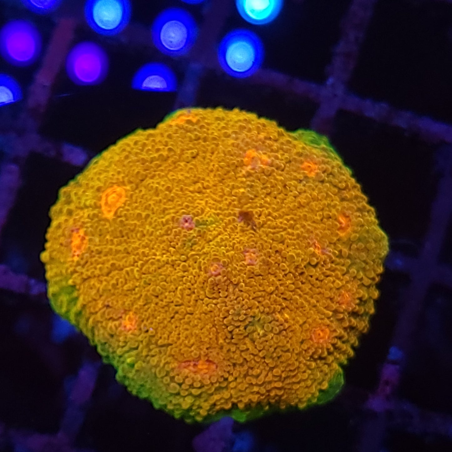 Super Bright Grownout Frag Mummy Eye Chalice