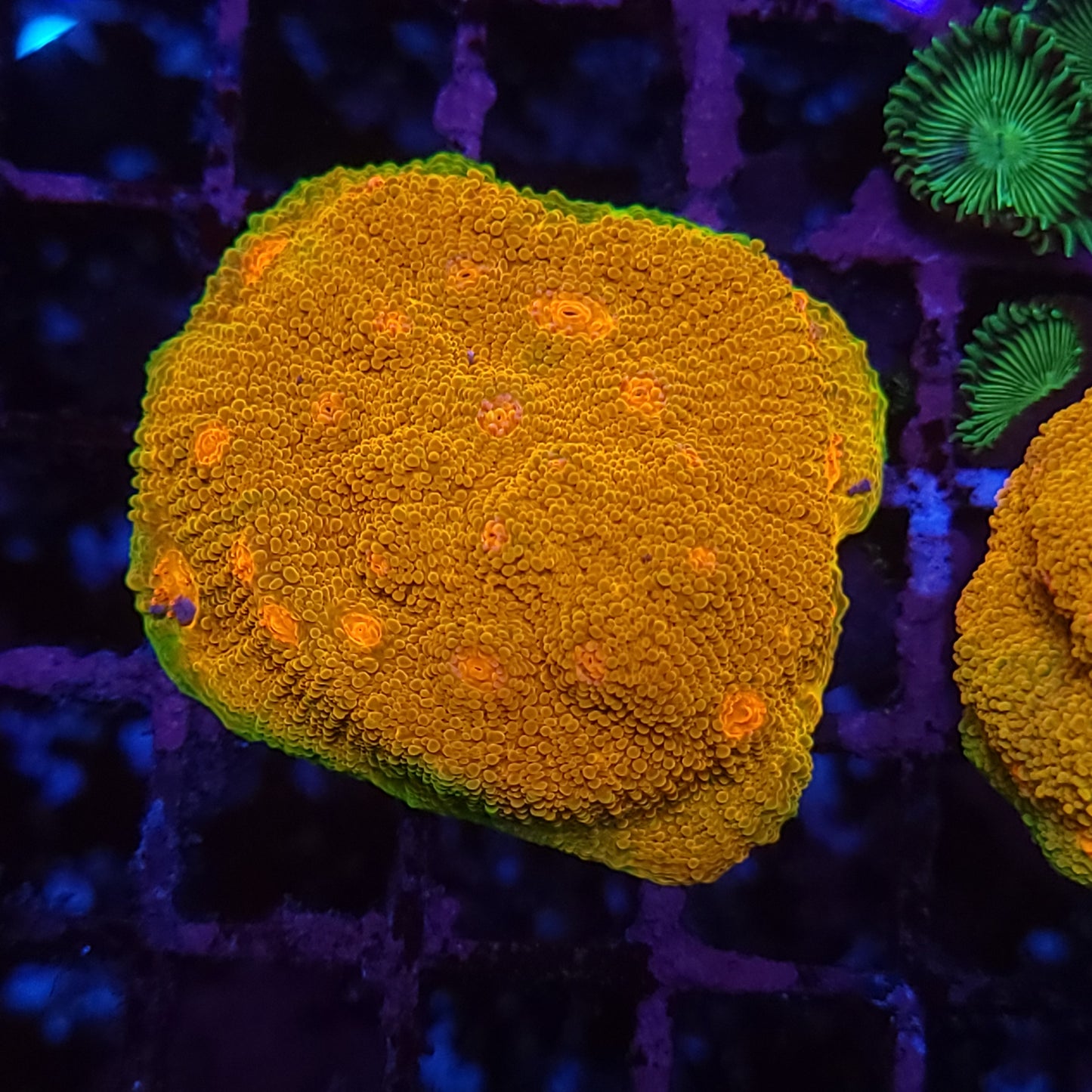Super Bright Grownout Frag Mummy Eye Chalice