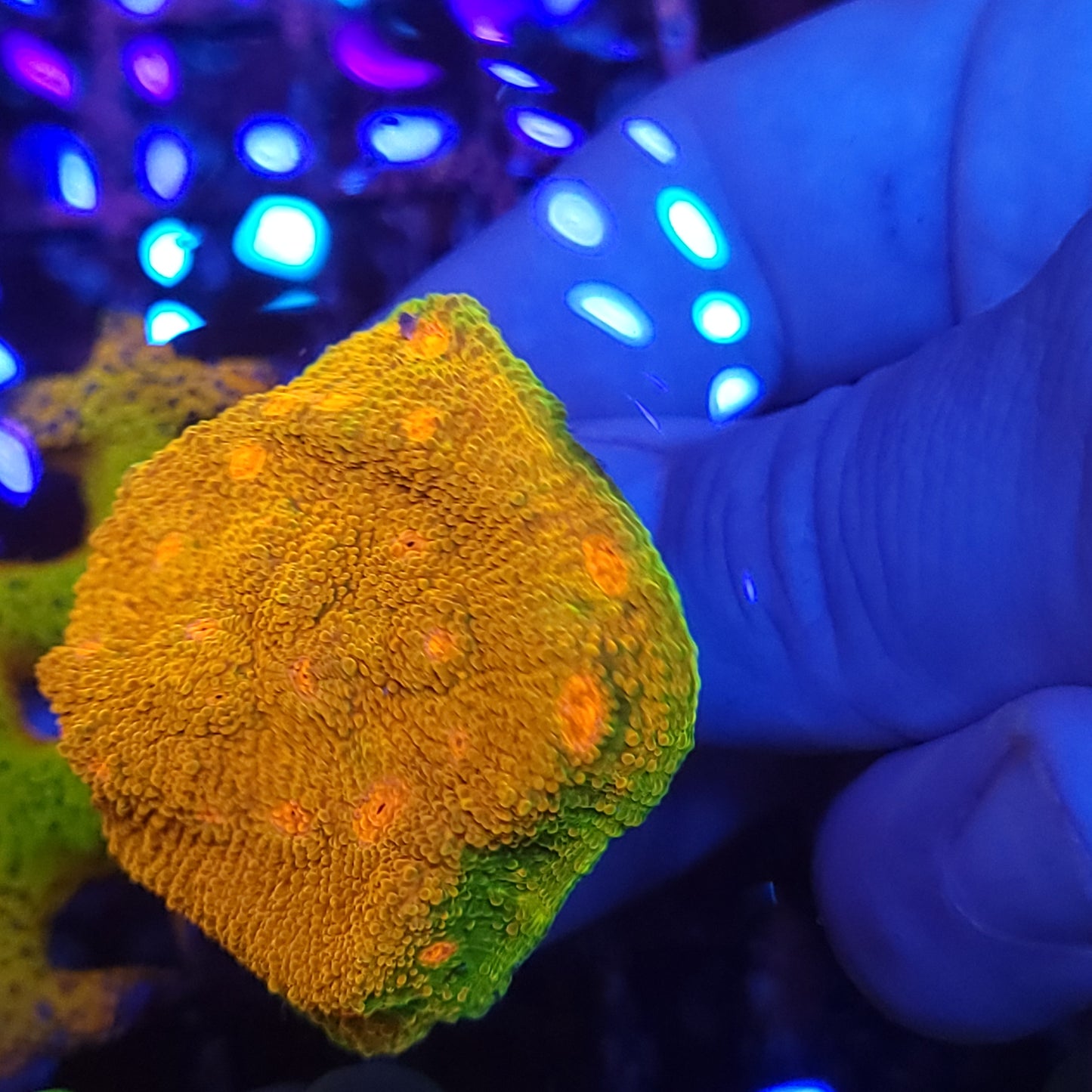 Super Bright Grownout Frag Mummy Eye Chalice