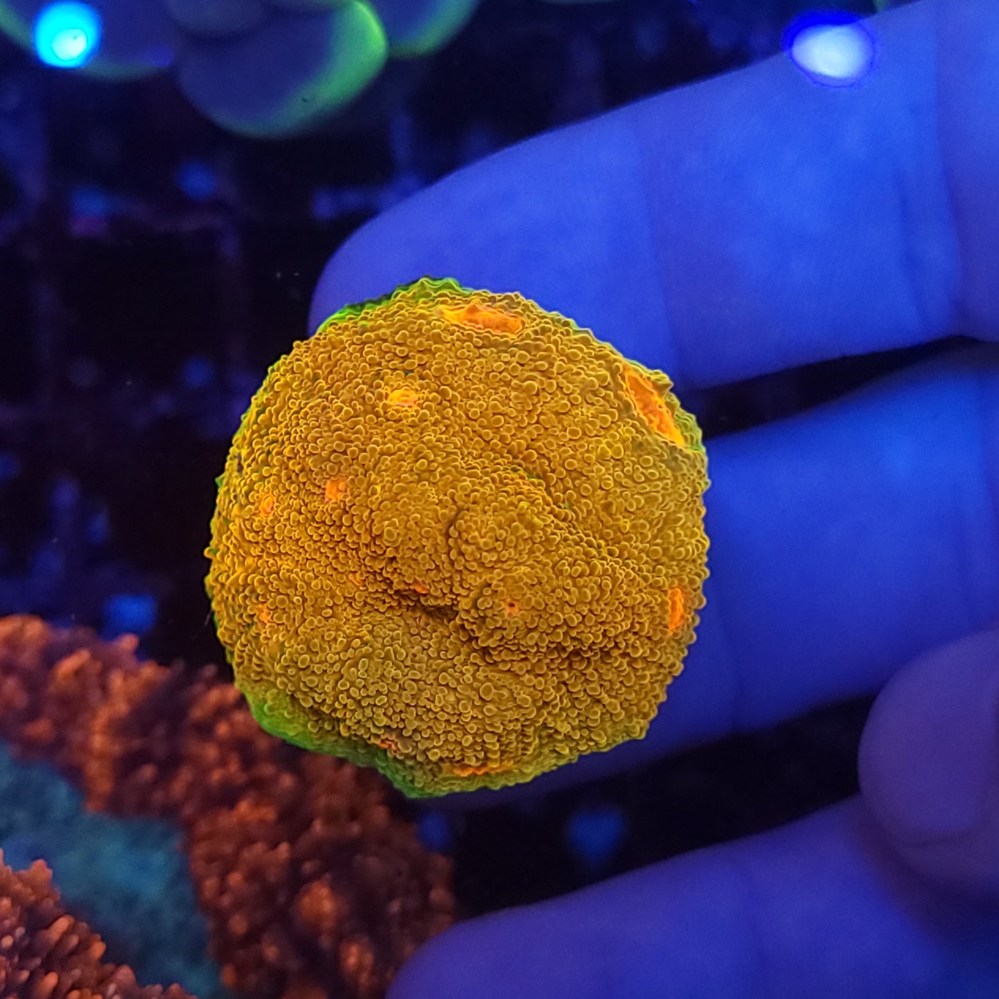 Super Bright Grownout Frag Mummy Eye Chalice