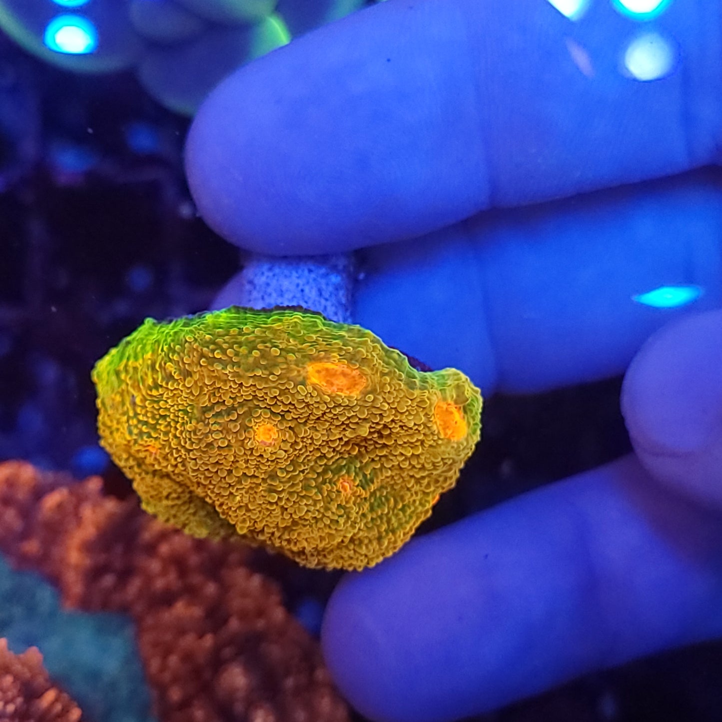 Super Bright Grownout Frag Mummy Eye Chalice