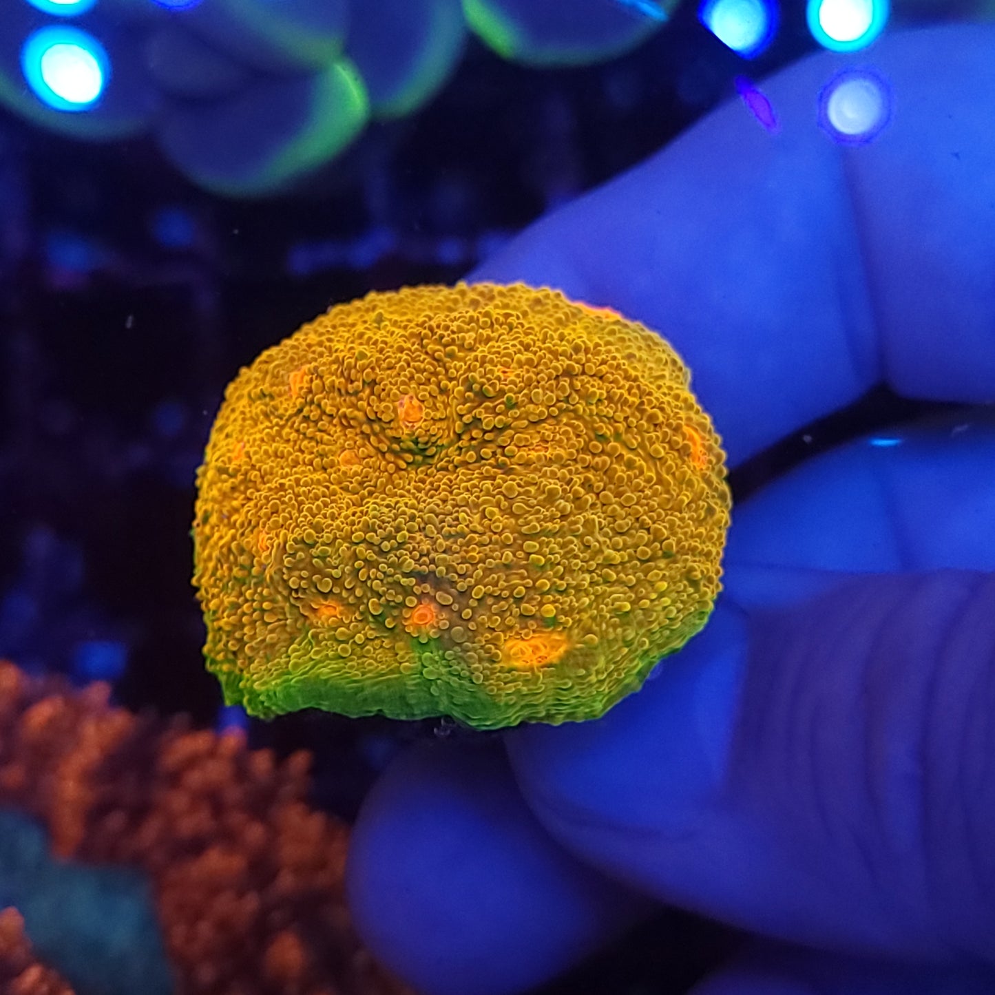 Super Bright Grownout Frag Mummy Eye Chalice