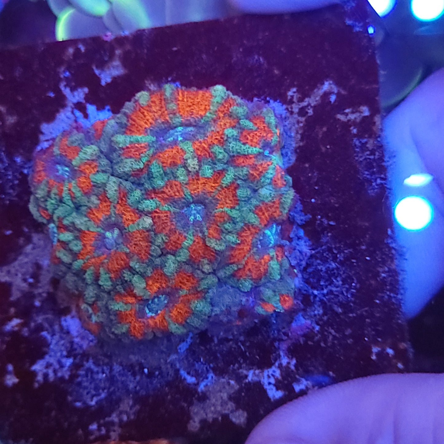Bicolor Asian Acan