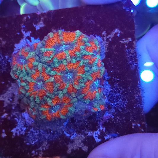 Bicolor Asian Acan