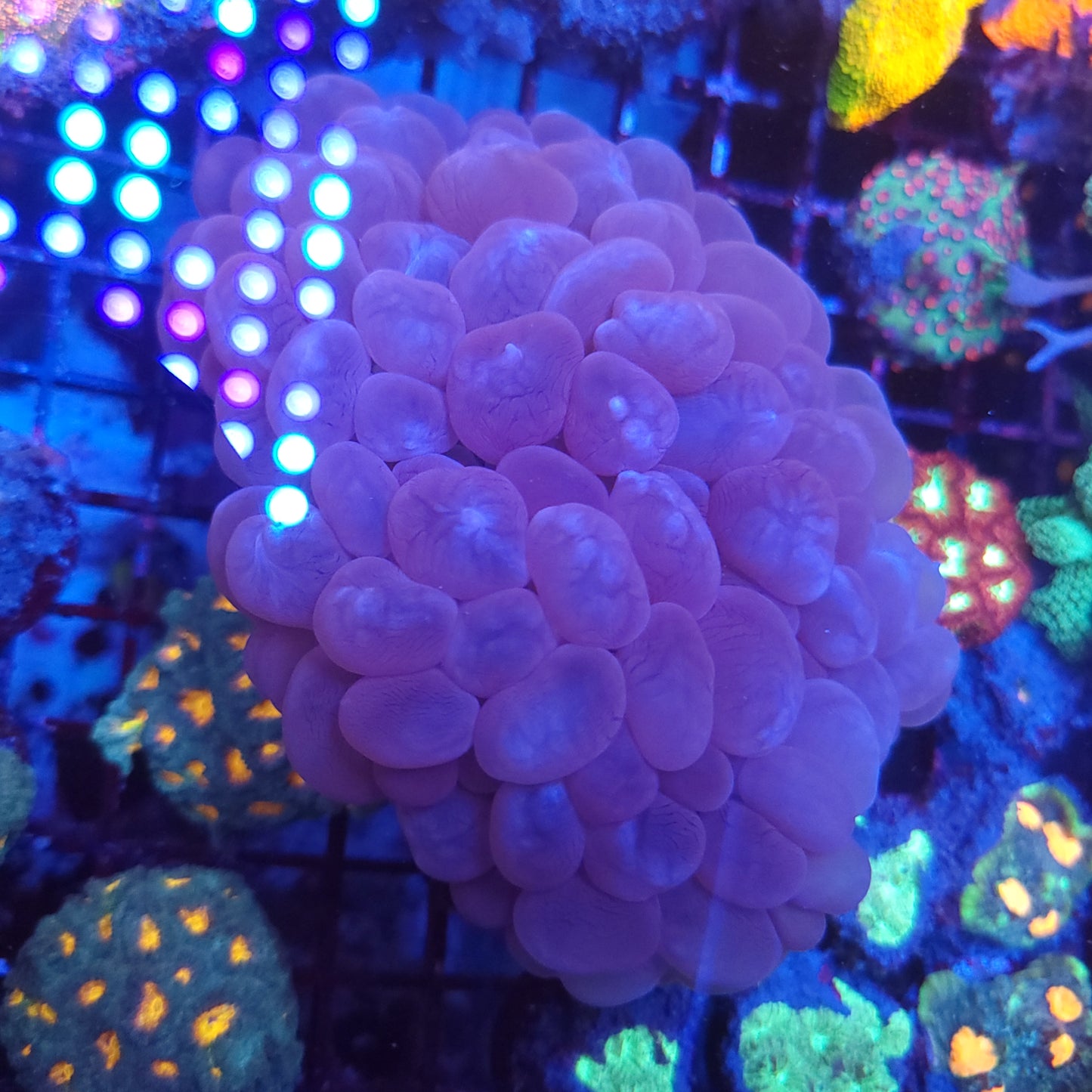 XL Pink Bubble Coral