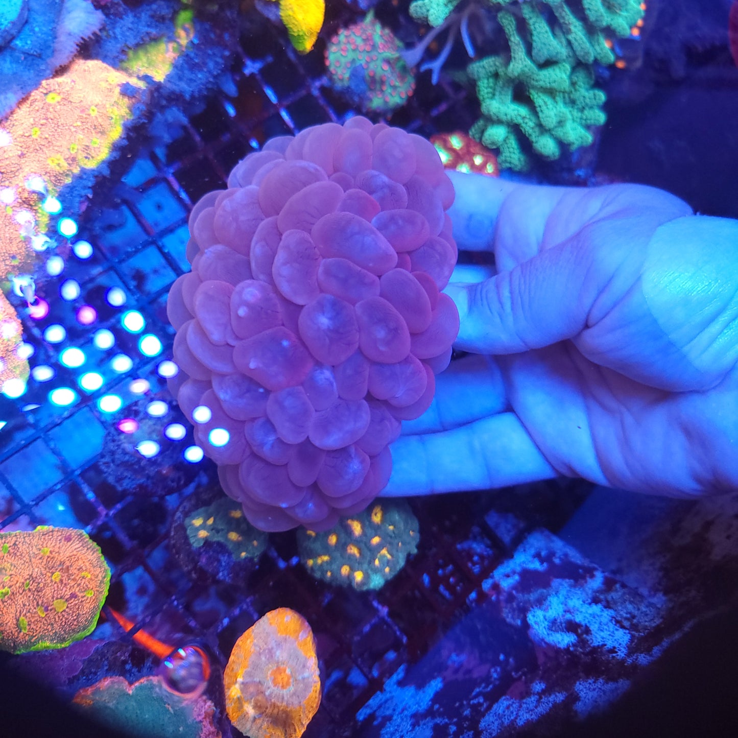 XL Pink Bubble Coral