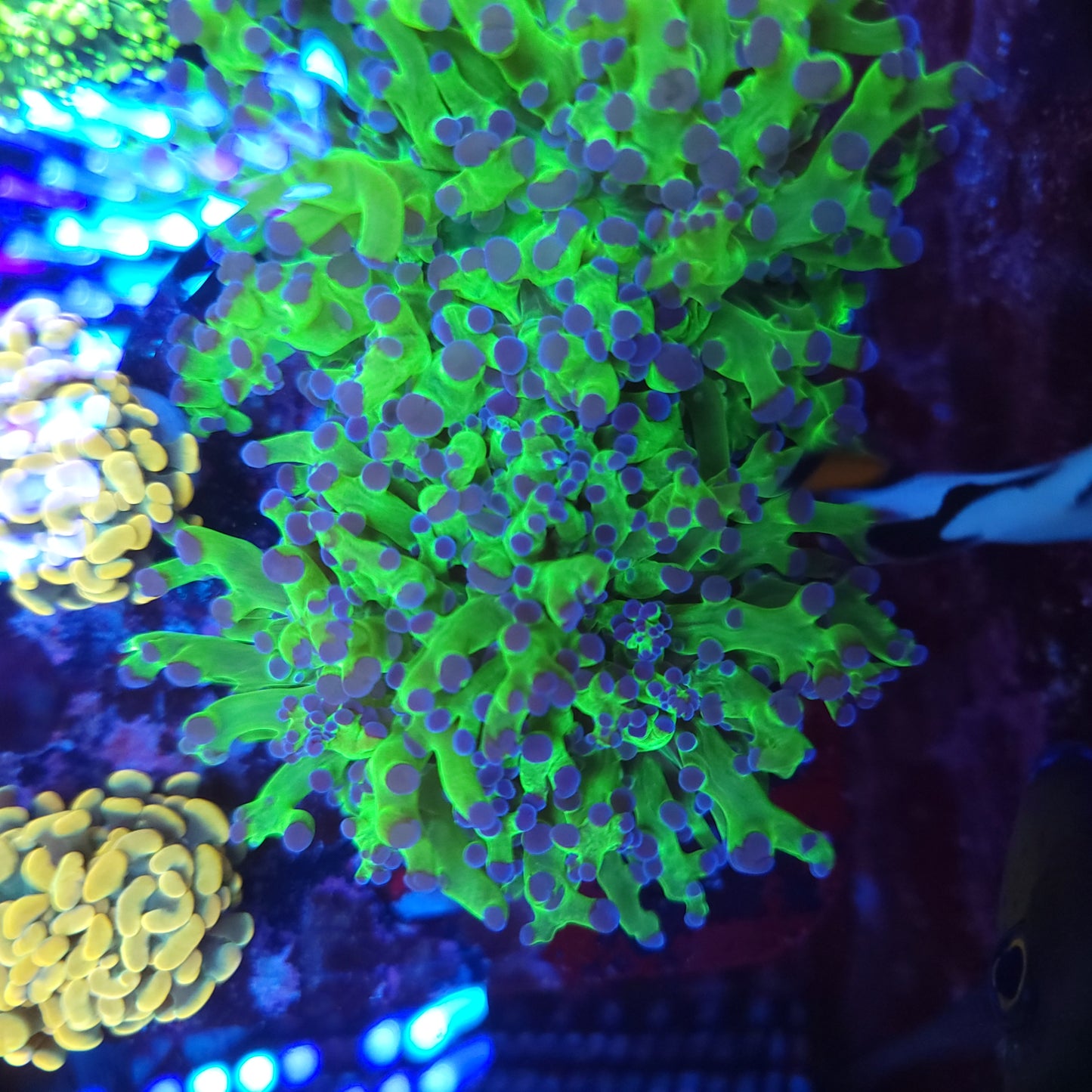 Neon Green with Purple Tip Frogspawn
