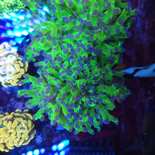 Neon Green with Purple Tip Frogspawn