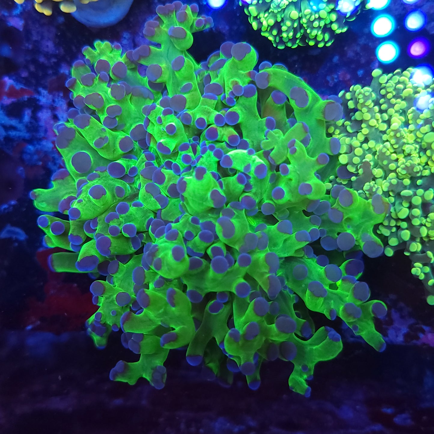 Neon Green with Purple Tip Frogspawn Splitting