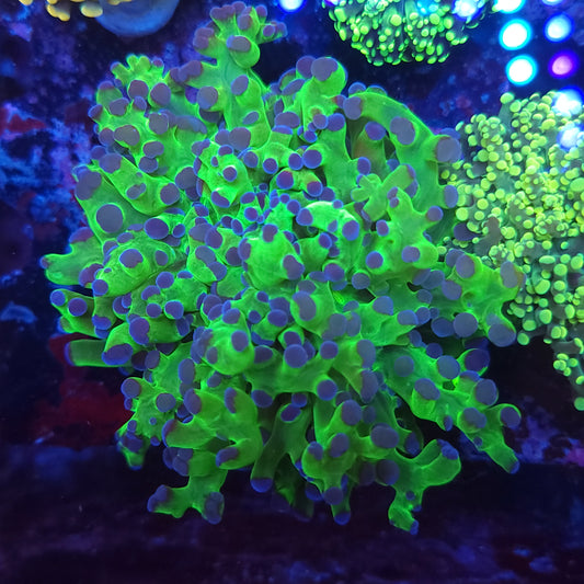 Neon Green with Purple Tip Frogspawn Splitting