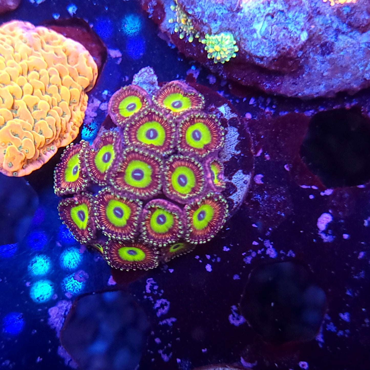 Golden Pink Hippo Zoas