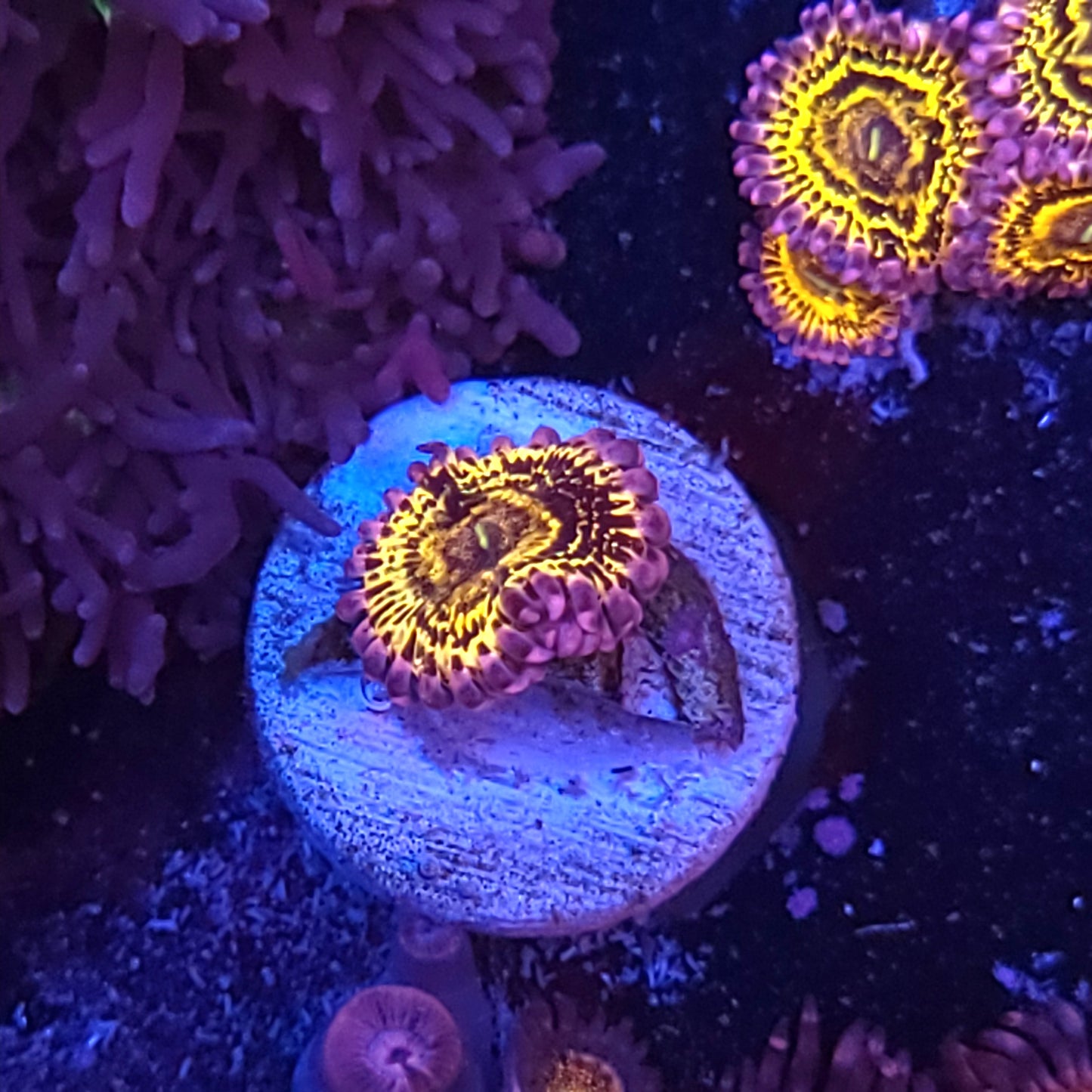 Stratosphere Zoa